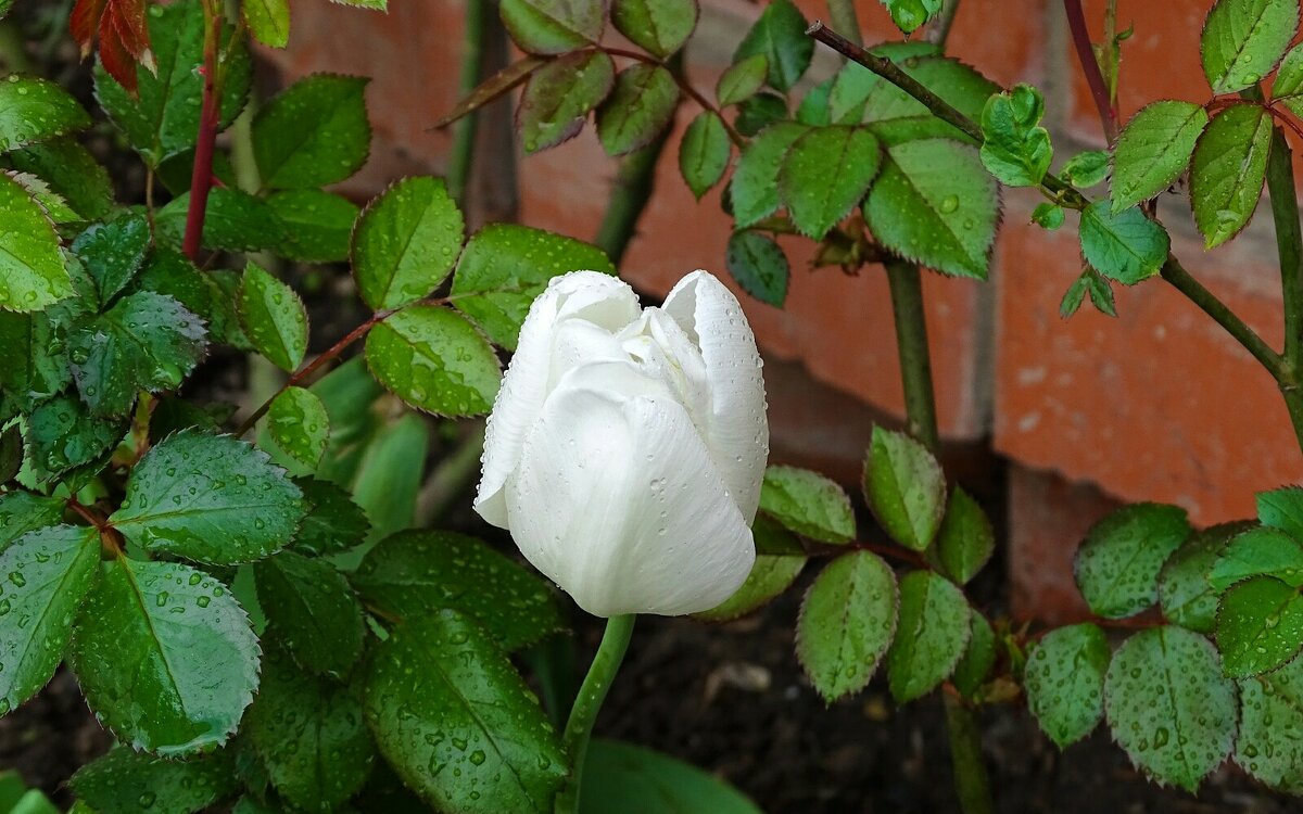 Тюльпан под дождём - Милешкин Владимир Алексеевич Тюльпан под дождём - Милешкин Владимир Алексеевич