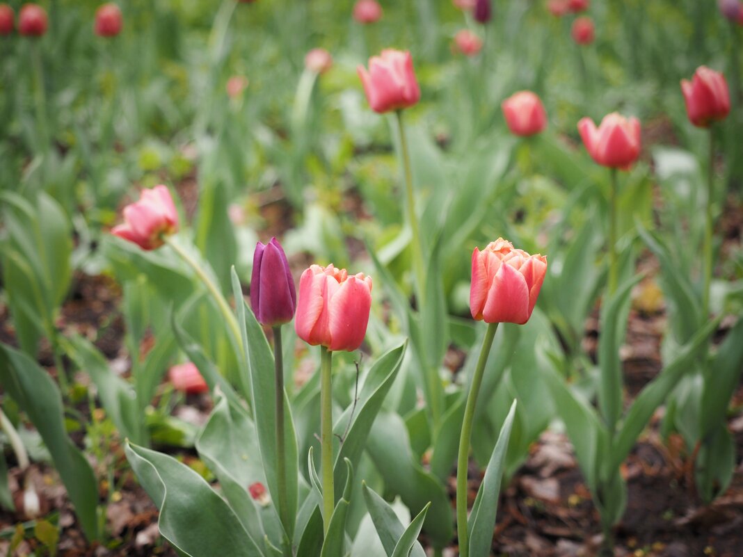 Первомайские тюльпаны - Магомед . Первомайские тюльпаны - Магомед .