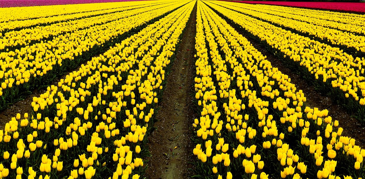 Королевство цветов(серия) - Владимир Манкер Королевство цветов(серия) - Владимир Манкер