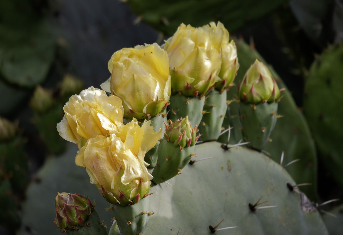 Опунция индийская. - Alexander Amromin Опунция индийская. - Alexander Amromin