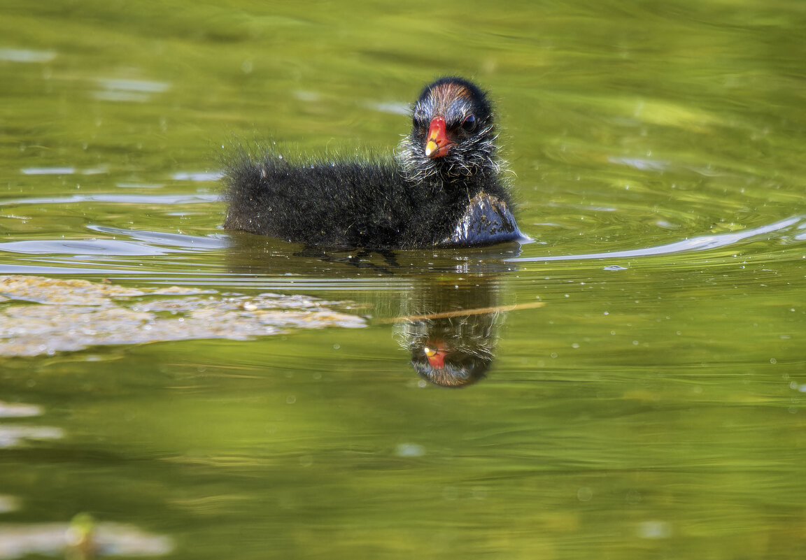 Камышница. - Alexander Amromin Камышница. - Alexander Amromin