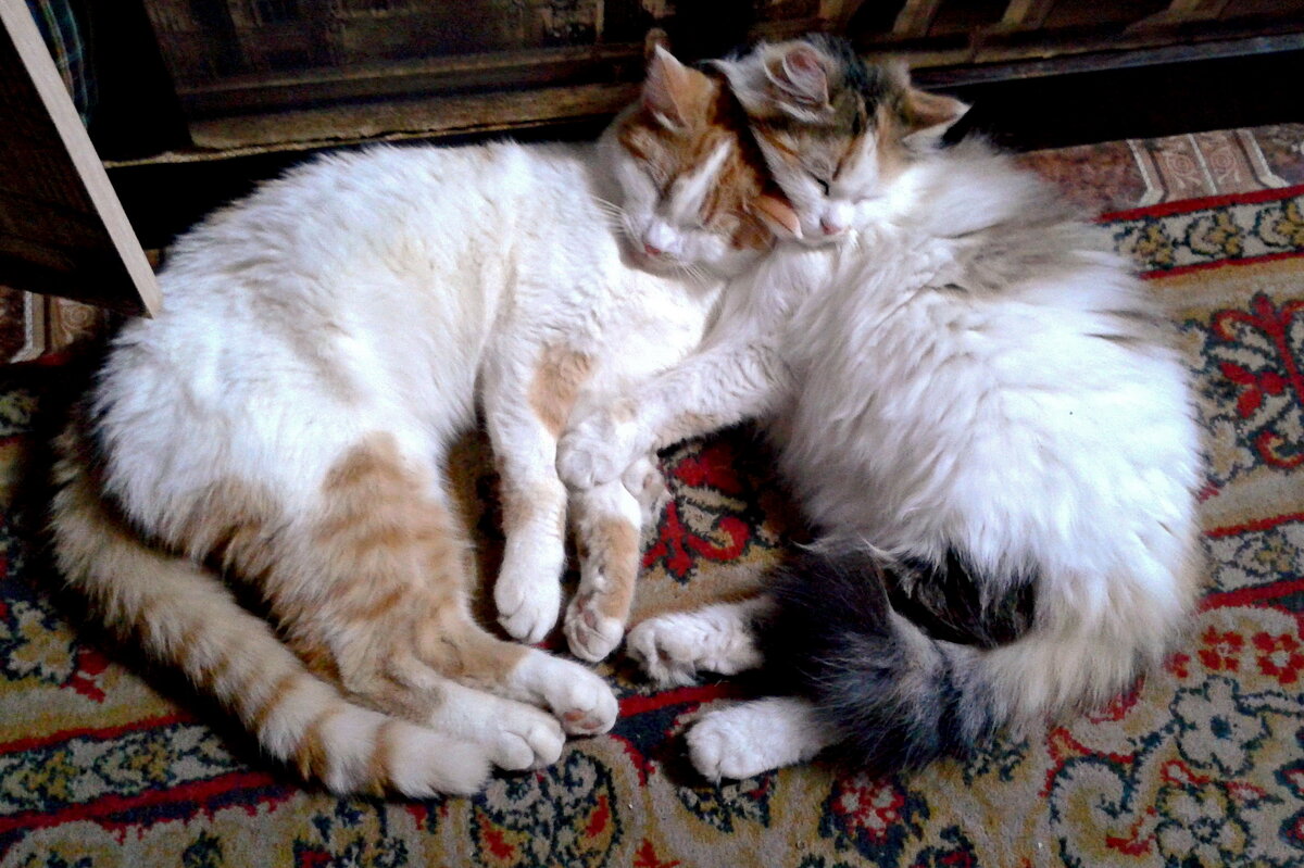 Устали отдыхают. - сергей ермошкин Устали отдыхают. - сергей ермошкин