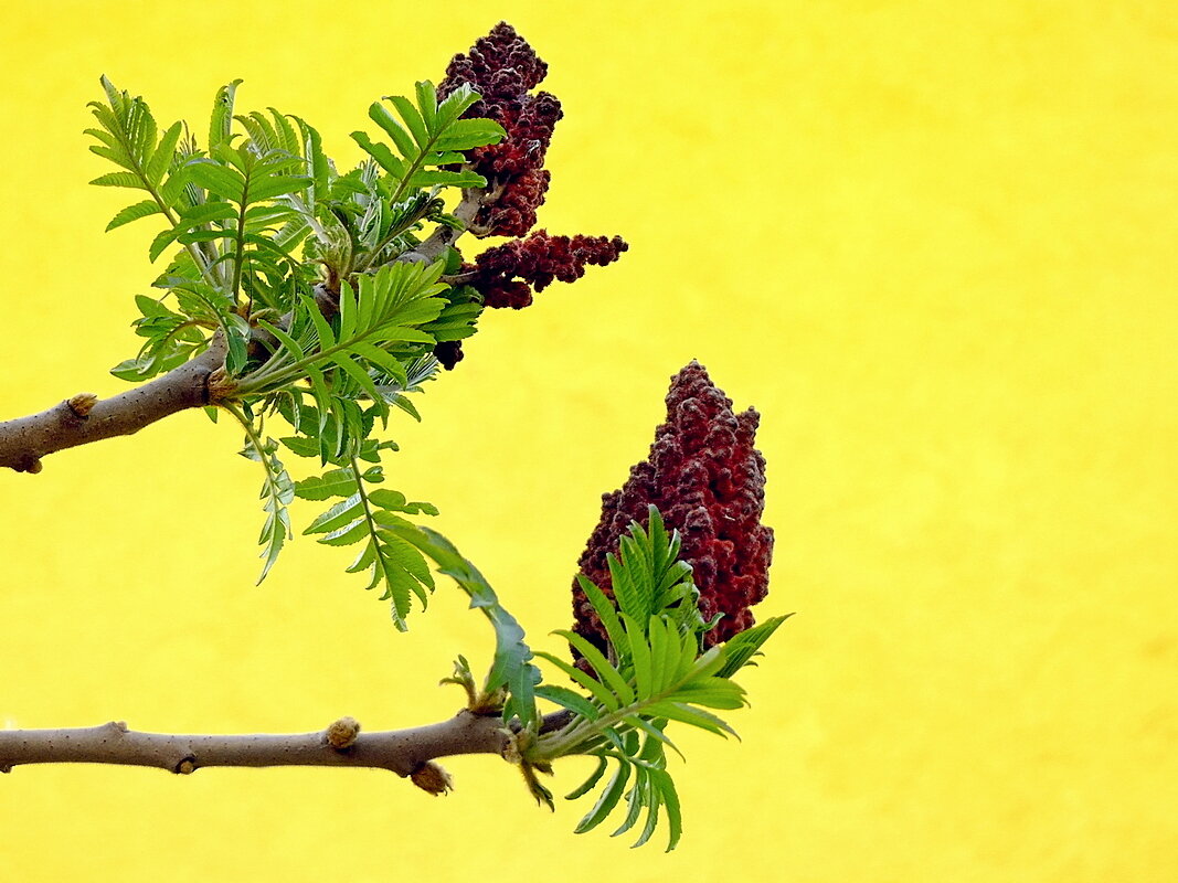 Сумах - Фёдор Меркурьев Сумах - Фёдор Меркурьев