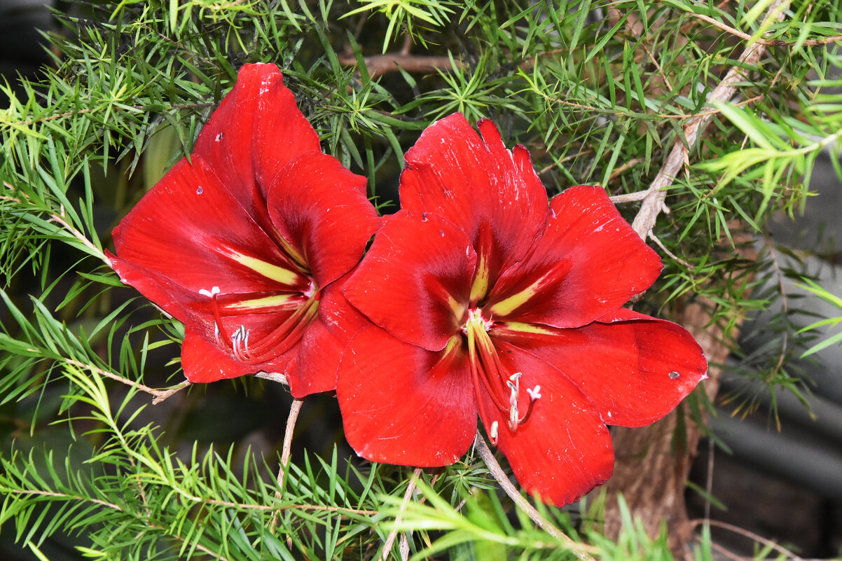 Москва. Оранжерея Ботанического сада. - Наташа ***** Москва. Оранжерея Ботанического сада. - Наташа *****