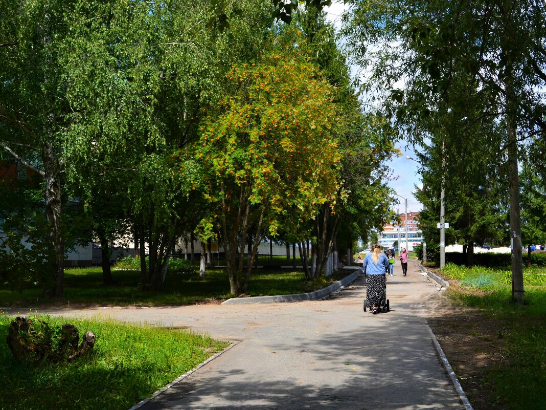 Чебоксары. Рябина на летней аллее сквера им. Анатолия Пуганина. - Пётр Чернега Чебоксары. Рябина на летней аллее сквера им. Анатолия Пуганина. - Пётр Чернега