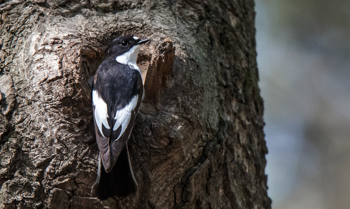 Мухоловка-пеструшка. - Владимир Безбородов