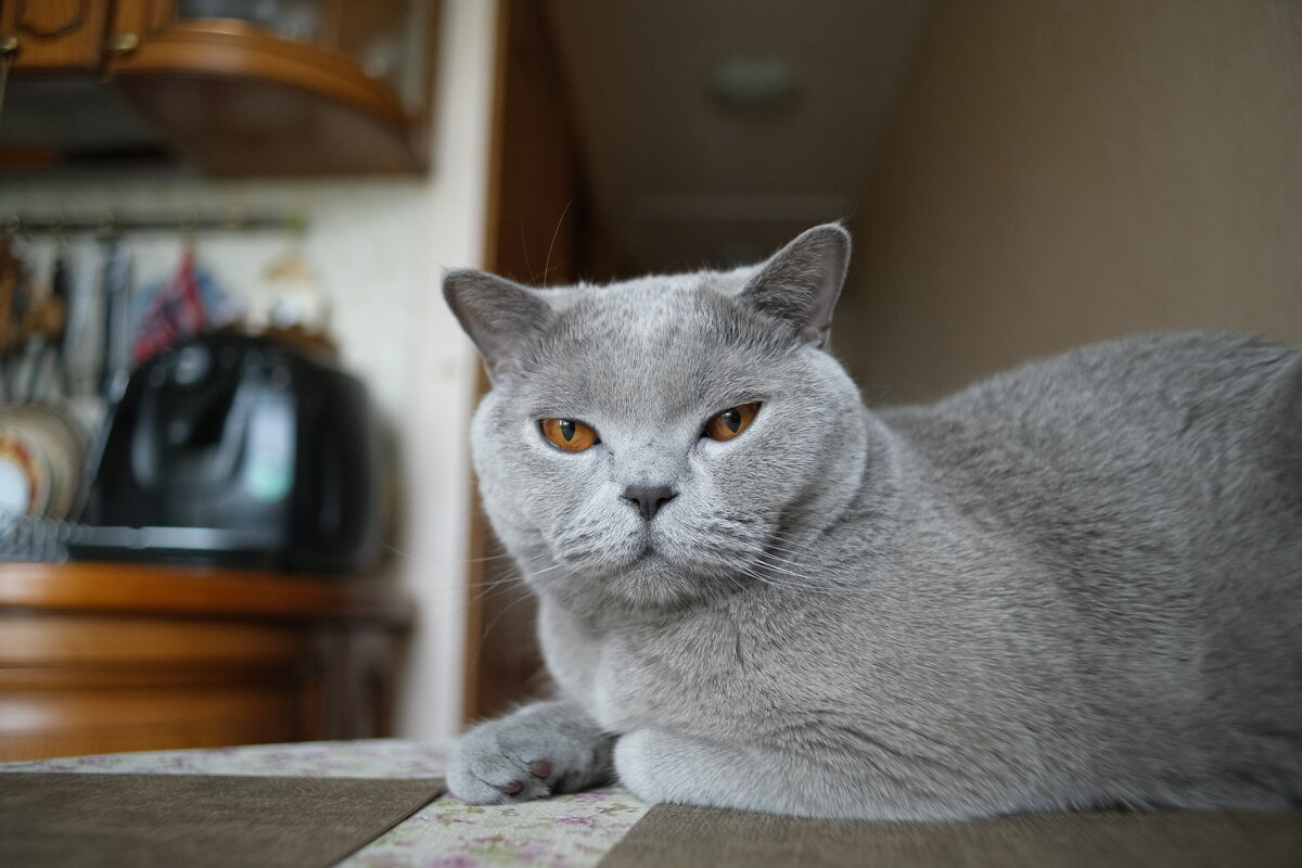 Кот Масик. - Лютый Дровосек Кот Масик. - Лютый Дровосек