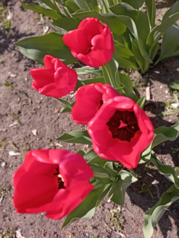 Тюльпаны - Елена Семигина