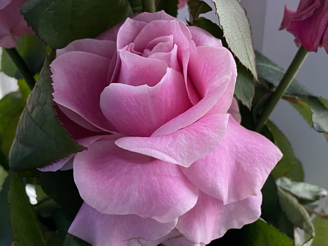 Роза чайно-гибридная блю мун. - Татьяна Ф *