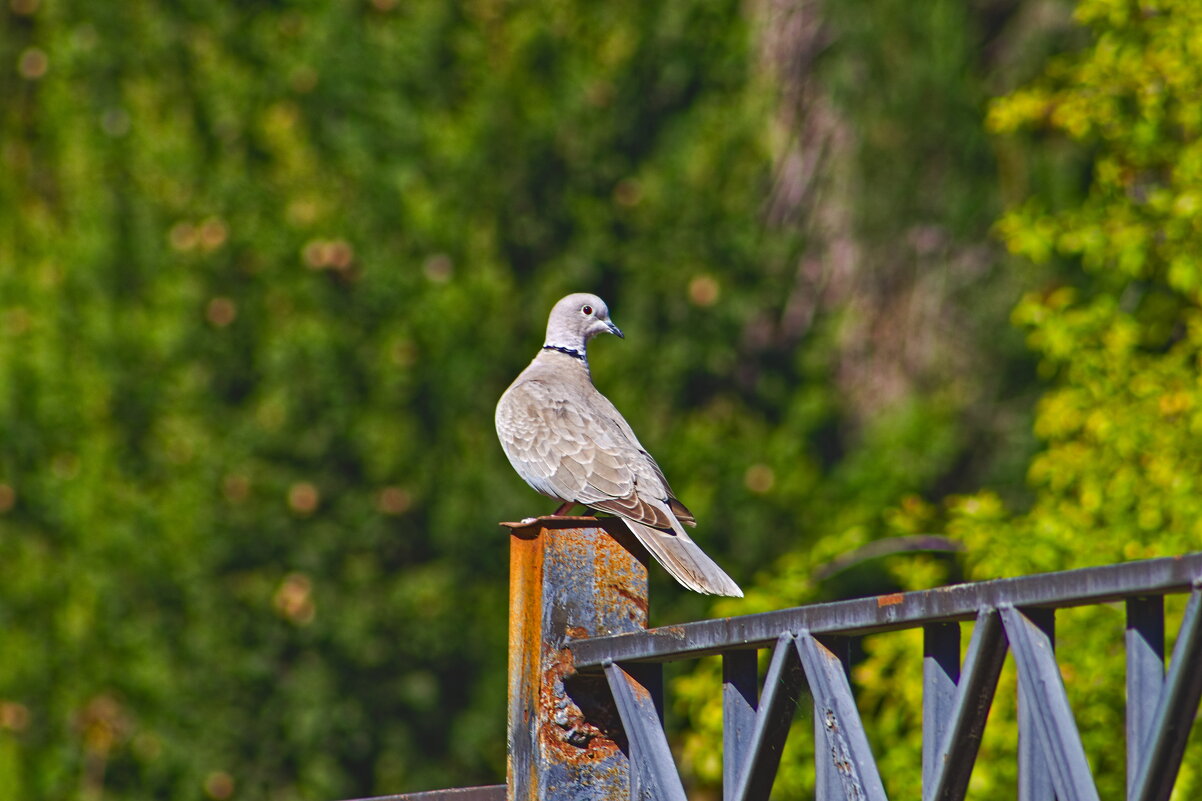 Горлица - Giant Tao /