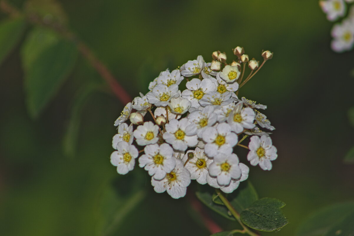 Спирея Вангутта - Giant Tao /