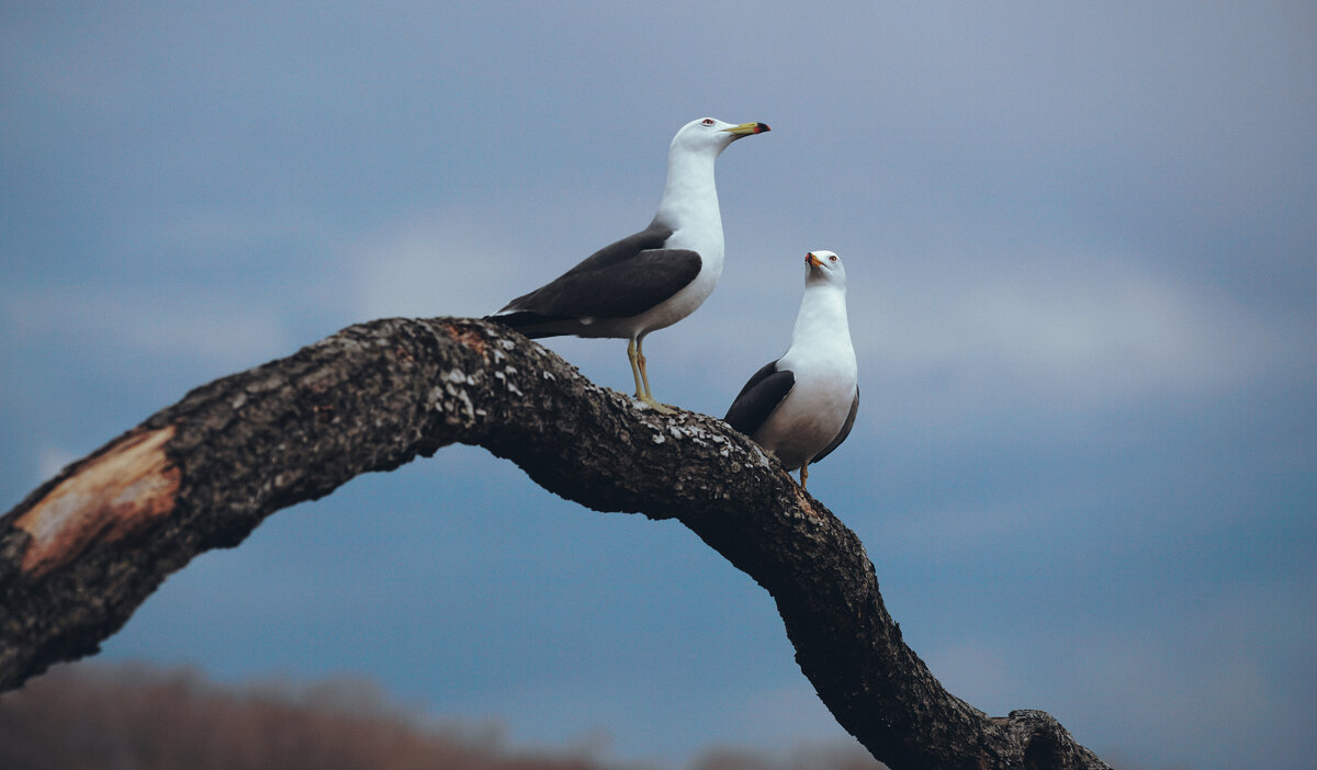 Чайки - Эдуард Куклин