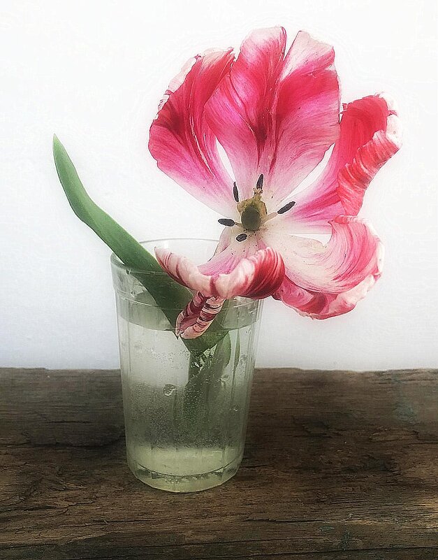 Увядание. Тюльпаны отцветают . Меняя образ - TAMARA КАДАНОВА Увядание. Тюльпаны отцветают . Меняя образ - TAMARA КАДАНОВА