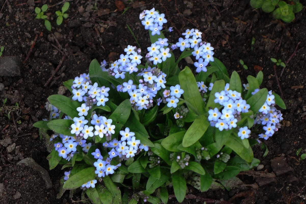 Незабудки - Рита Симонова