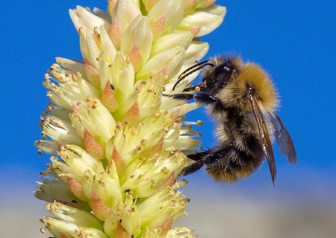Краски лета. - Алексей Трухин