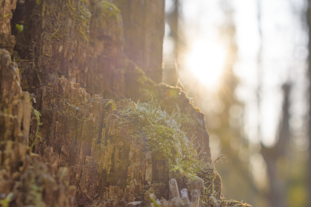 Солнечная кладония - Дарья Меркулова Солнечная кладония - Дарья Меркулова