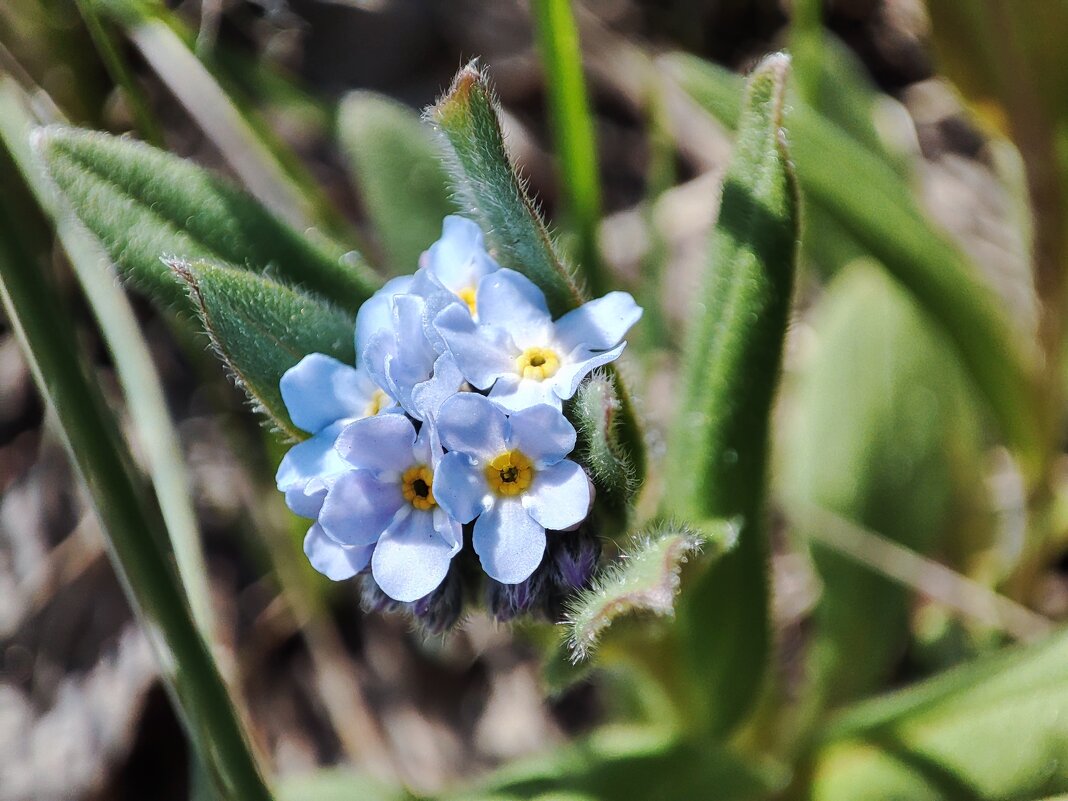 Полевые - Валентина Богатко 