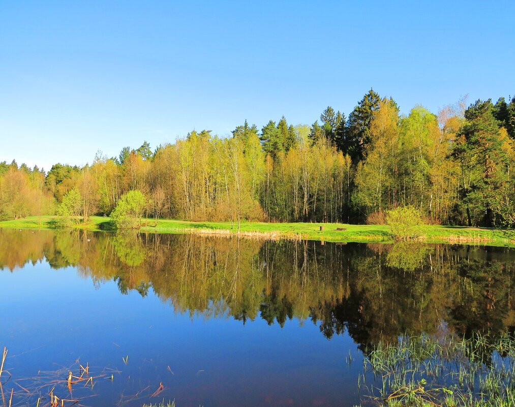 Цветущий берег пруда - Андрей Снегерёв