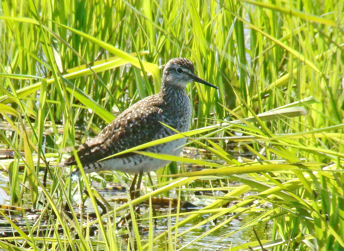 фифи - gawrilа - dan