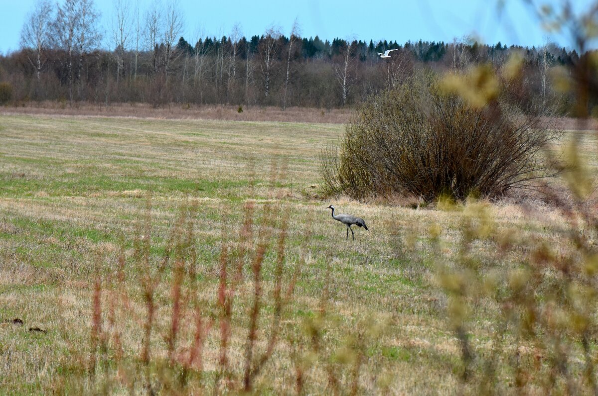 весенний променад - vg154 весенний променад - vg154