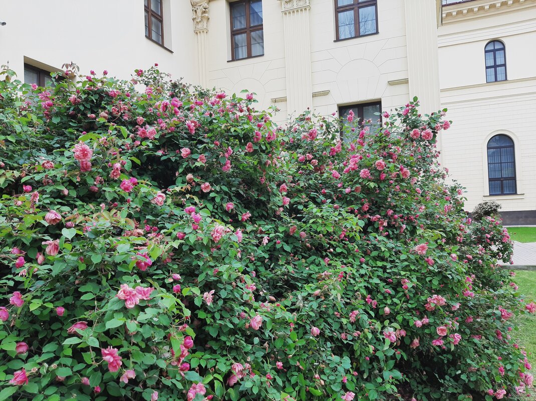 Rosa &#39;Morden Centennial&#39; - Tata Wolf