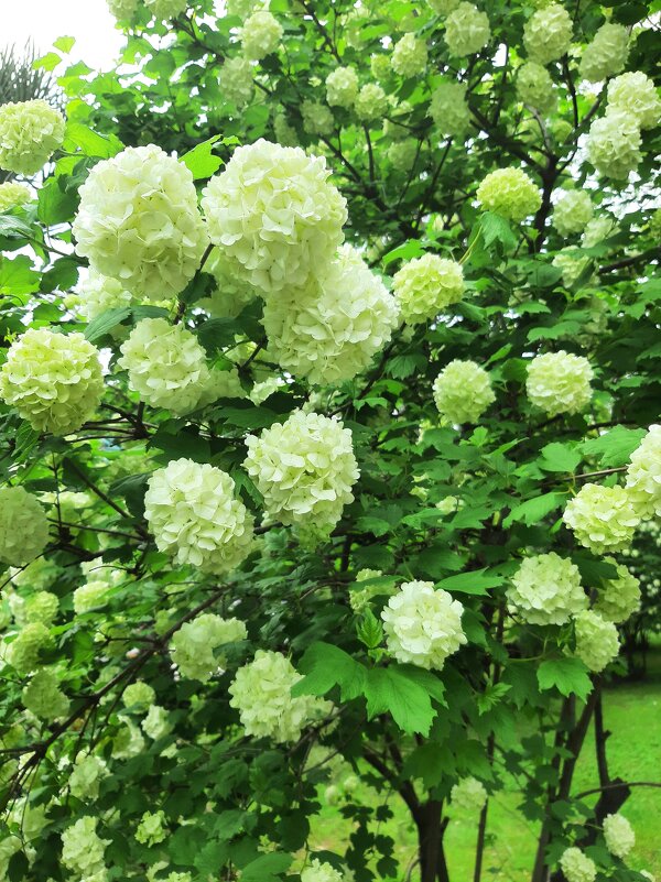 Калина Бульденеж - Tata Wolf Калина Бульденеж - Tata Wolf