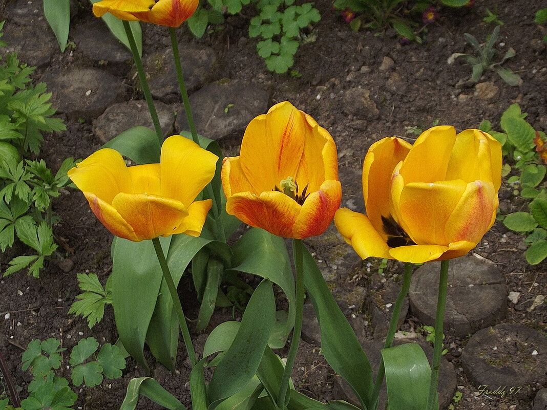 Тюльпаны - Freddy 97