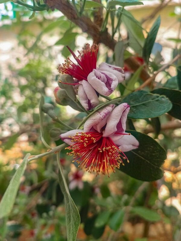 Фейхоа. - Argaman Табашник Фейхоа. - Argaman Табашник