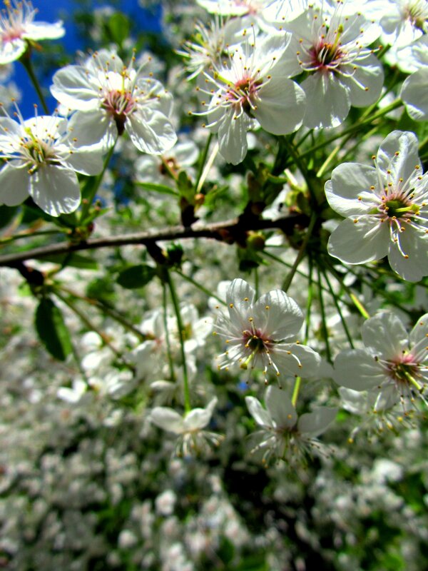 Весеннее цветение - Сергей Карачин Весеннее цветение - Сергей Карачин
