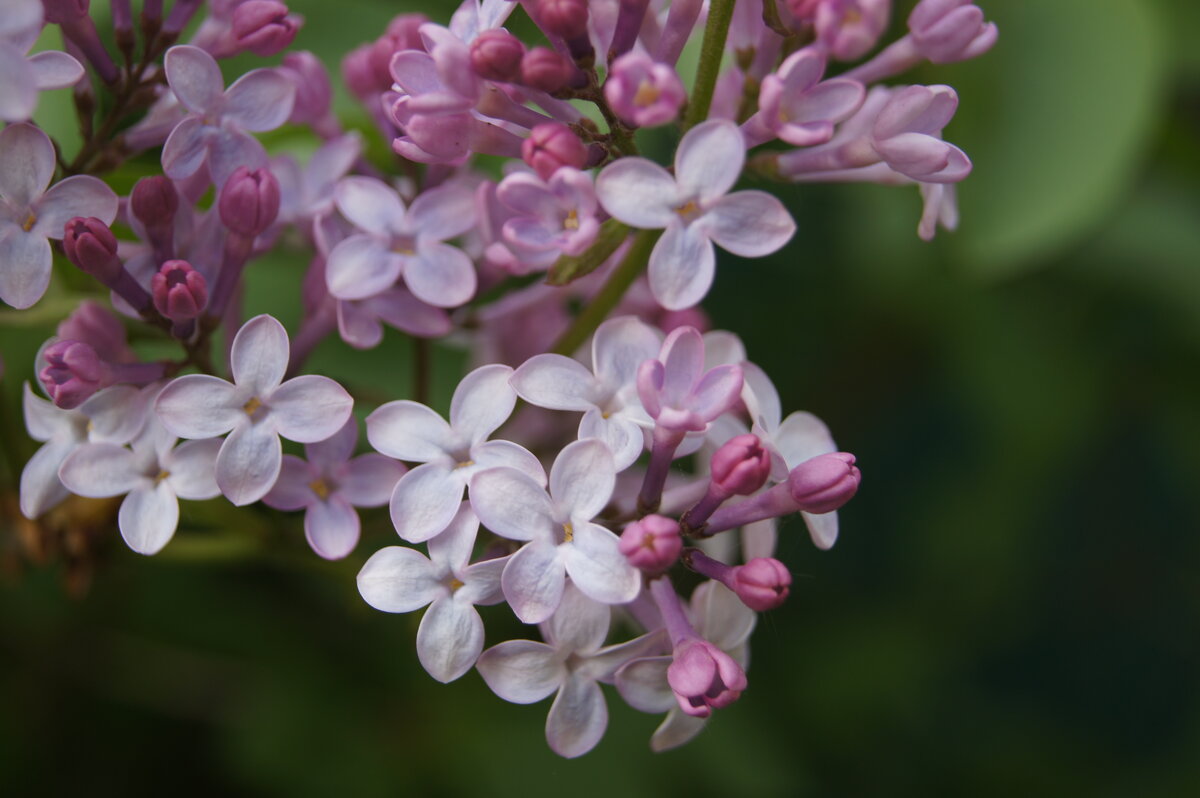 Сирень - Глеб 