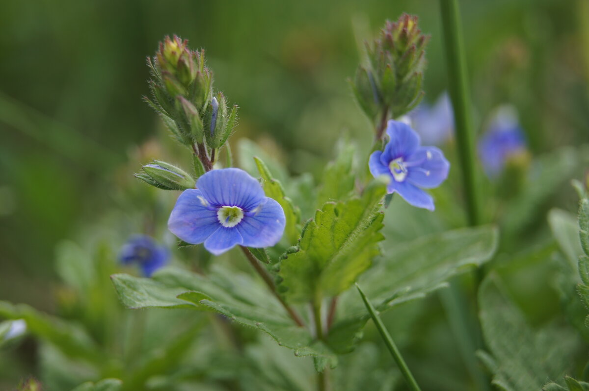 Вероника дубравная - Глеб 