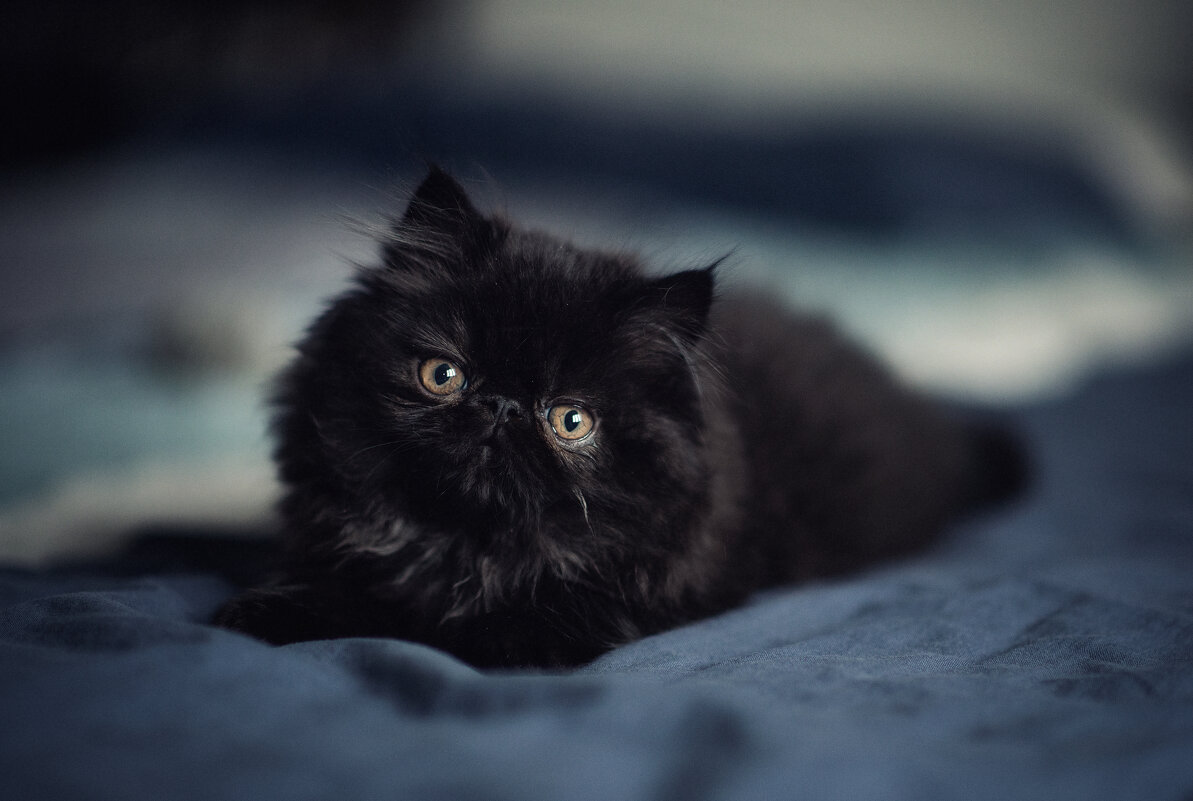 ... - Лилия . ... - Лилия .