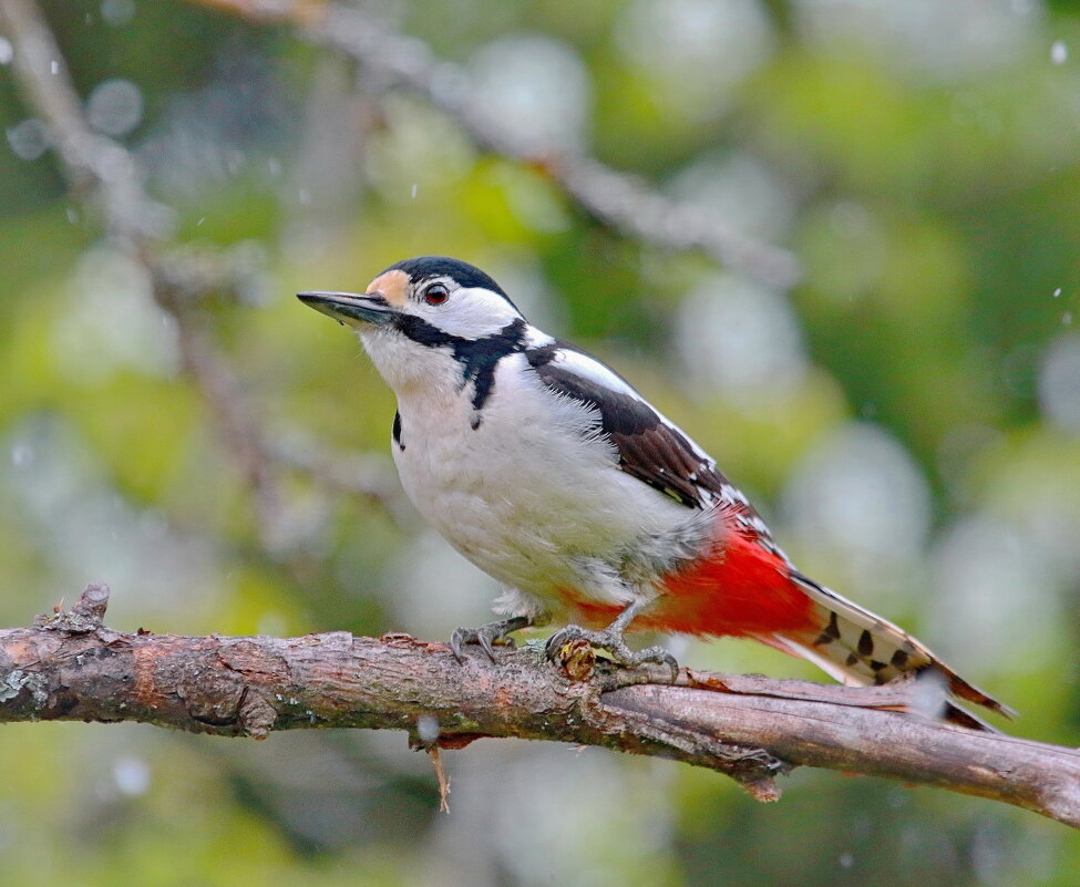 в снежном мае пребывая - Andrey Bragin 