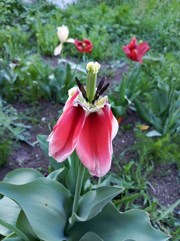 Отцвел - Татьяна Пальчикова