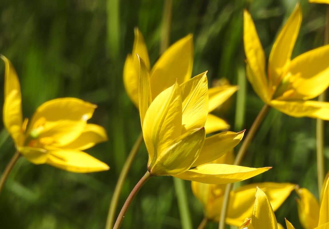 тюльпаны - ИННА ПОРОХОВА тюльпаны - ИННА ПОРОХОВА