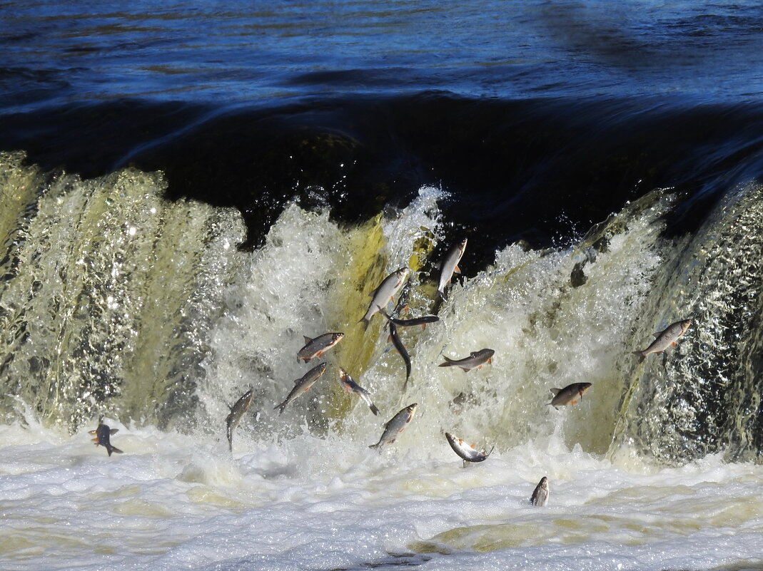 вимба идет на нерест. Кулдигский водопад. - ИННА ПОРОХОВА вимба идет на нерест. Кулдигский водопад. - ИННА ПОРОХОВА