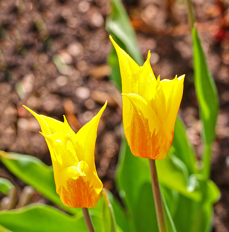 Золотая парочка - Светлана Золотая парочка - Светлана
