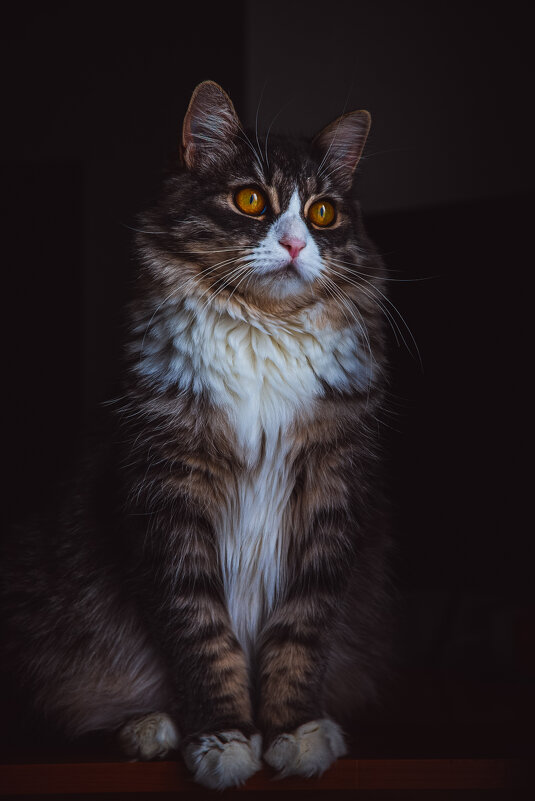 Кошка Ася - Олег Куб Кошка Ася - Олег Куб