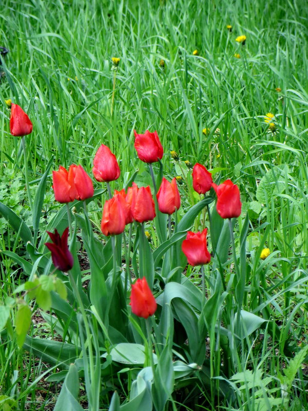 Бывшая клумба, а ныне газон. - Александр Чеботарь Бывшая клумба, а ныне газон. - Александр Чеботарь