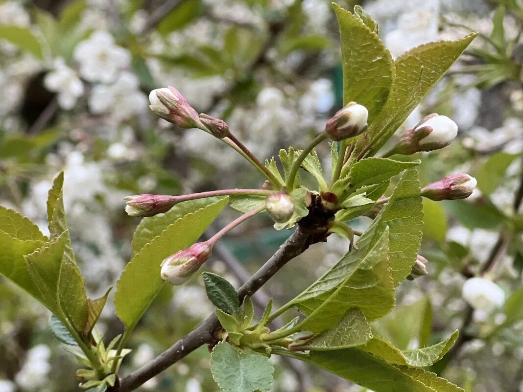 Бутоны - Натали Королева