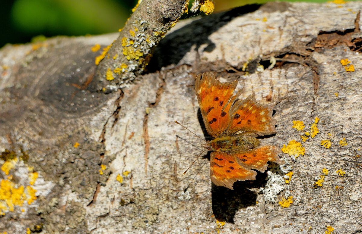 бабочки, снятые 2 мая 8 - Александр Прокудин бабочки, снятые 2 мая 8 - Александр Прокудин