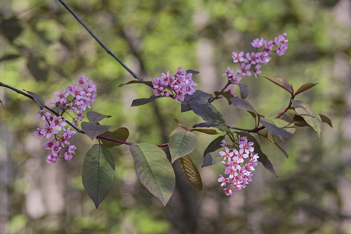 Черёмуха Колората. - Сергей Фомичев Черёмуха Колората. - Сергей Фомичев