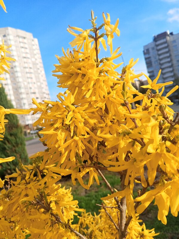 Форзиция - Сапсан 