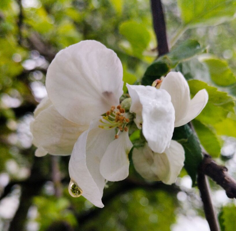 После дождя. - Галина Бобкина