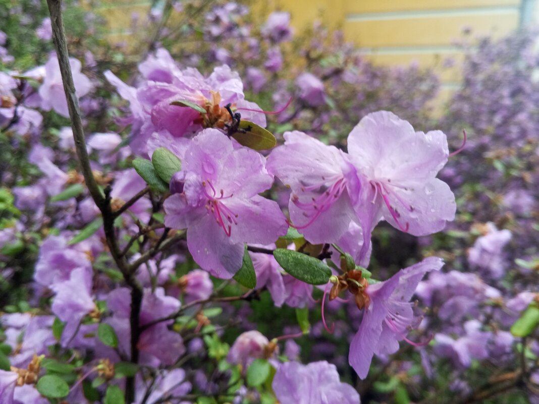 Рододендрон - Сапсан 