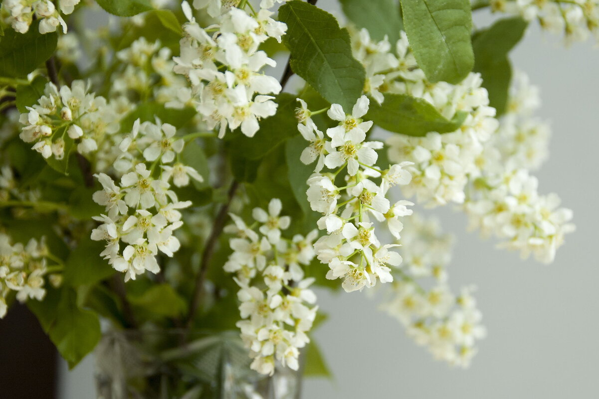 Черёмуха 1 - Елена Пономарева