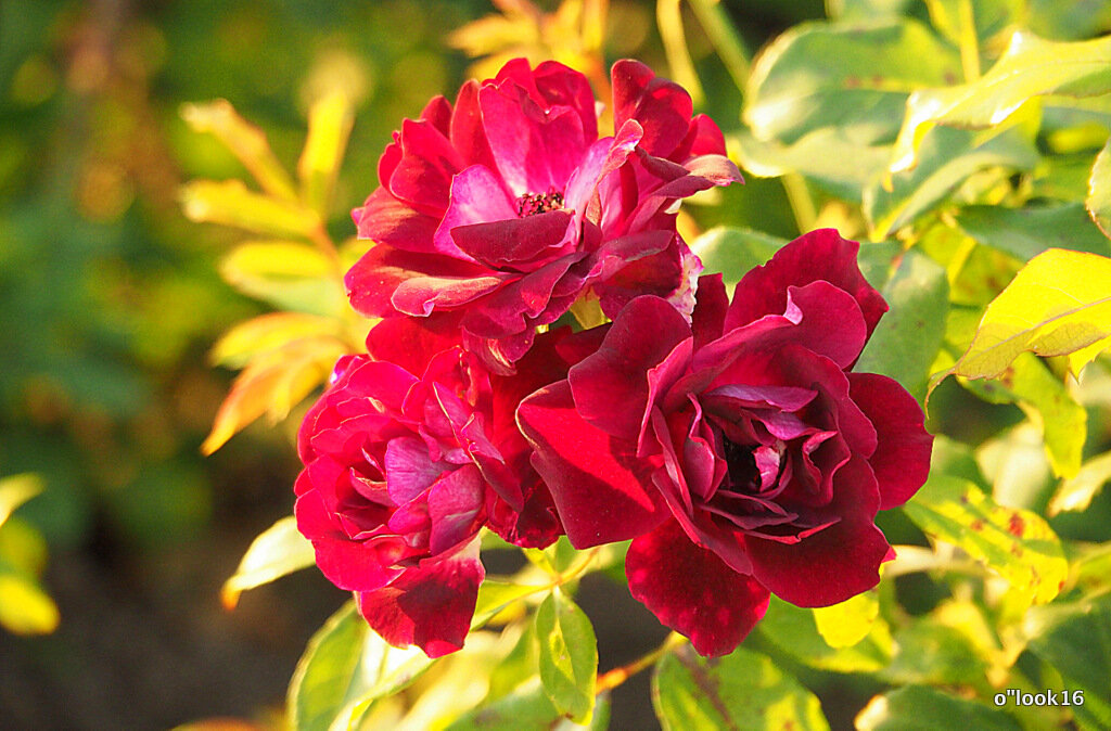 они на радость нам даны - Олег Лукьянов они на радость нам даны - Олег Лукьянов