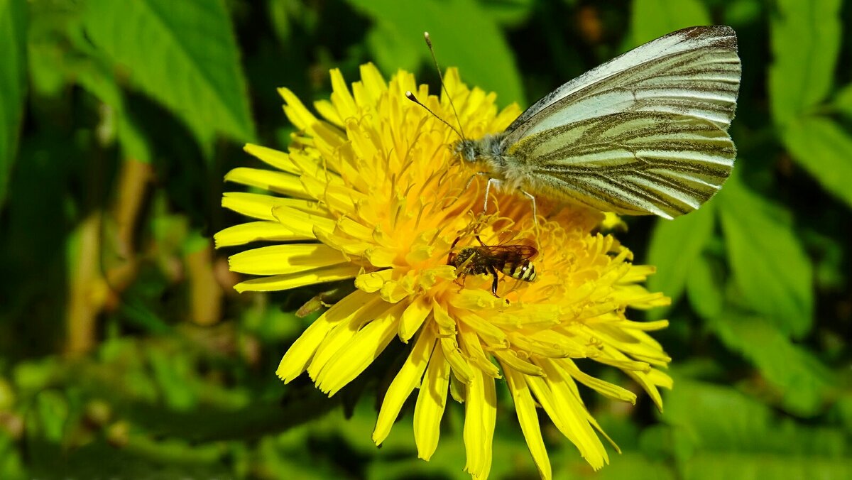 Все на сладенькое - Милешкин Владимир Алексеевич Все на сладенькое - Милешкин Владимир Алексеевич