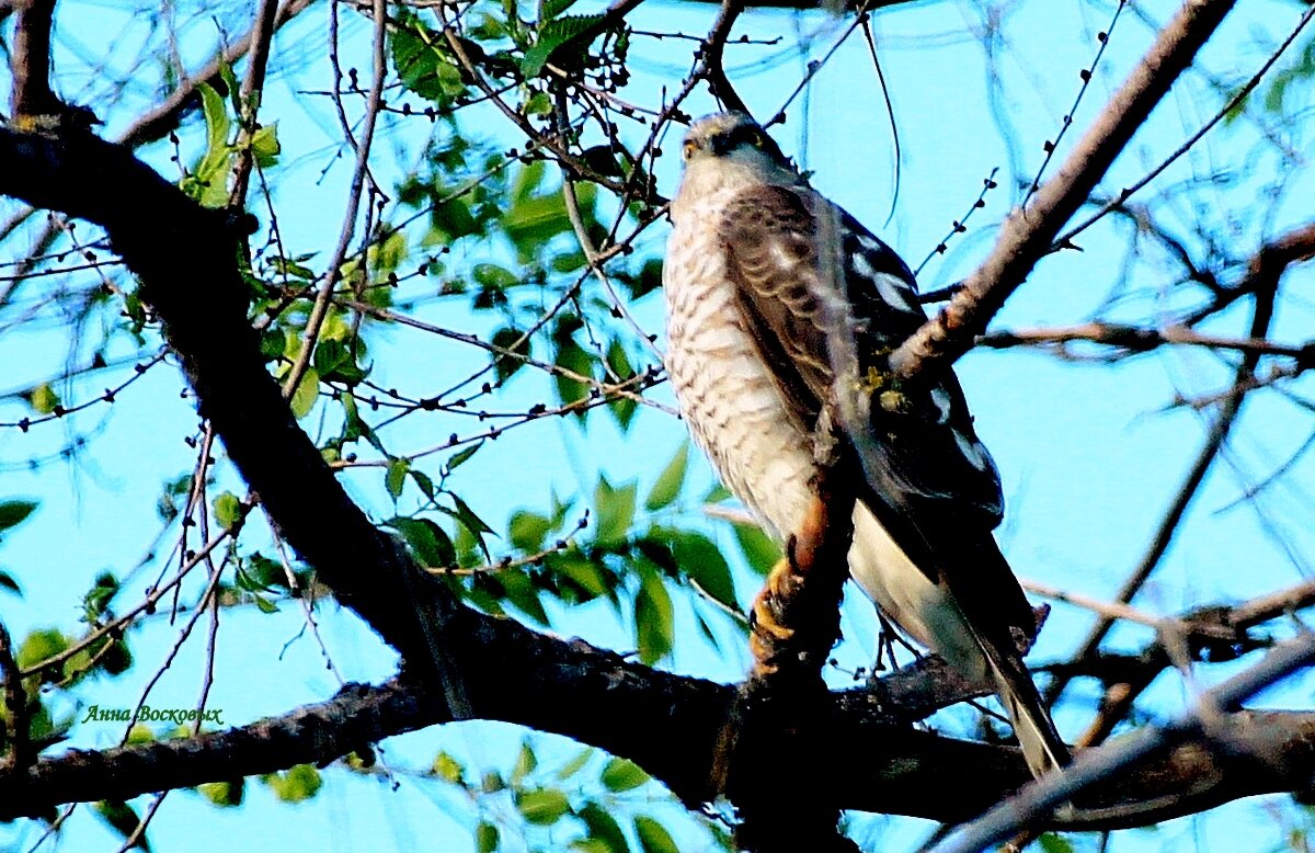 Ястреб перепелятник. - Восковых Анна Васильевна Ястреб перепелятник. - Восковых Анна Васильевна