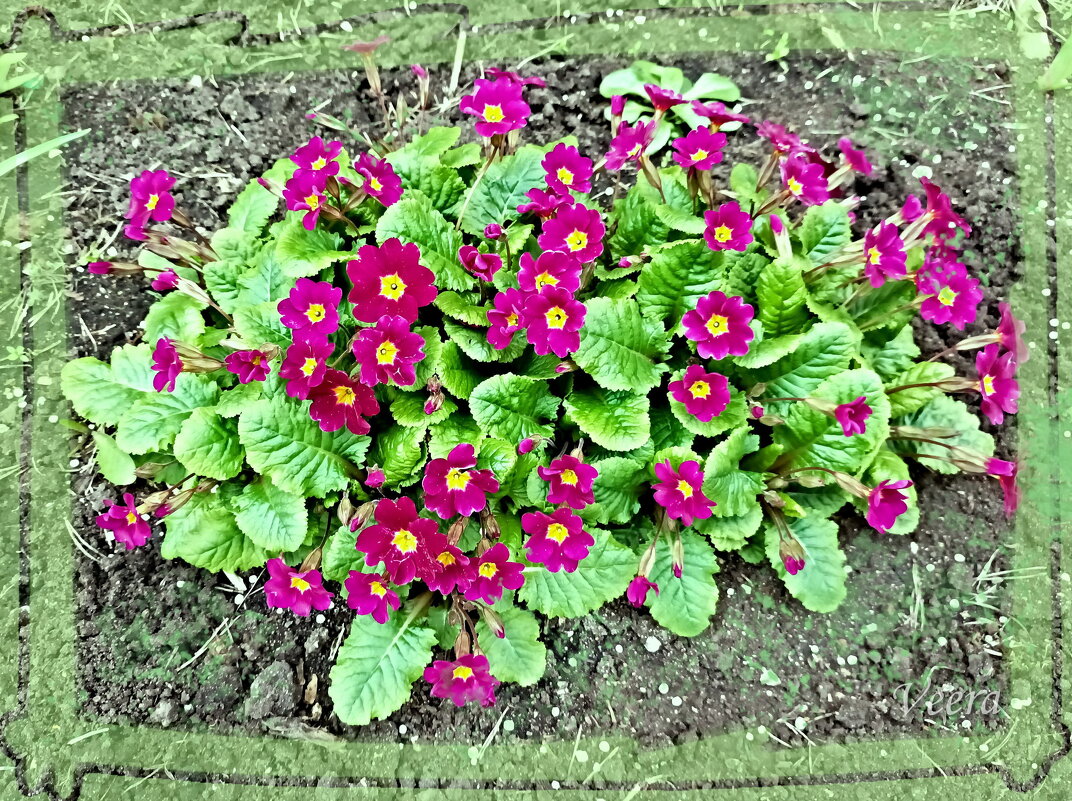 Примулы - Veera V Примулы - Veera V